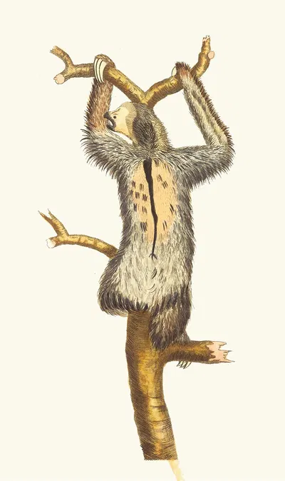 THREE-TOED SLOTH by George Shaw, 1789-1813 — digital art print download
