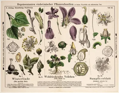 Tilia parvifolia, Viola odorata, Parnassia palustris ; winterlinde, maarts viooltje, parnassia by Hermann Zippel, 1882 —…