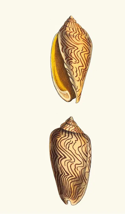 Undulated Volute by George Shaw, 1789-1813 — digital art print download