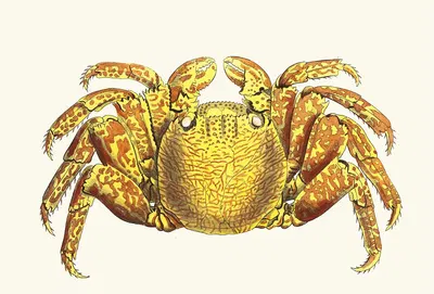 Variegated Crab by George Shaw, 1789-1813 — digital art print download