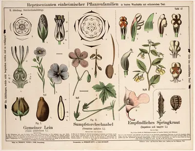 Linum usitatissimum, Geranium palustre, Impatiens noli tangère by Hermann Zippel, 1882 — digital art print download
