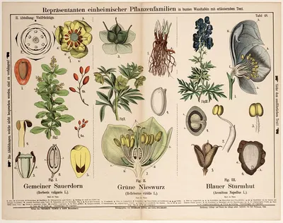 Berberis vulgaris, Helleborus viridis, Aconitum Napellus ; zuurbes, wrangwortel, blauwe monnikskap by Hermann Zippel, 1882…