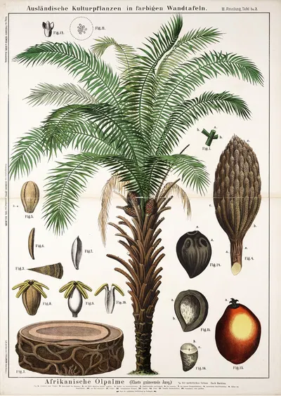 Elaeïs guineënsis ; oliepalm by Hermann Zippel, 1889 — digital art print download
