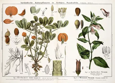 Arachis hypogaea. Sesamum indicum. Sesamum orientale ; aardnootstruik, sesamkruid, sesam by Hermann Zippel, 1889 — digital…