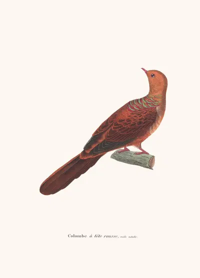 Colombe A Tête Rousse by Coenraad Jacob Temminck, 1838 — digital art print download