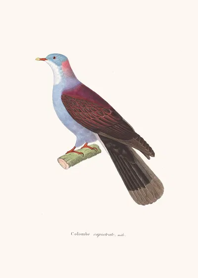 Colombe Capistrate. by Coenraad Jacob Temminck, 1838 — digital art print download