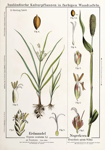 Cyperus esculentus, Penicillaria spicata ; knolcyperus, Egyptische gierst by Hermann Zippel, 1889 — digital art print…