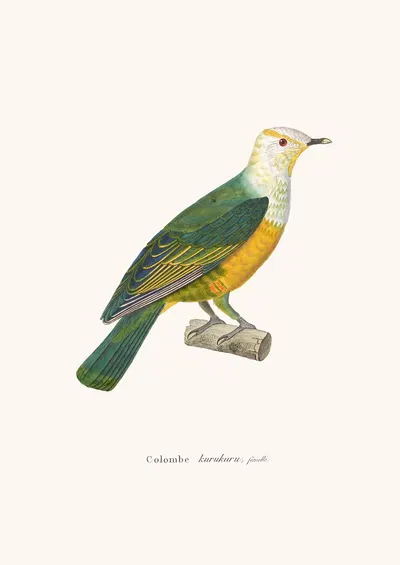 Colombe Kurukuru by Coenraad Jacob Temminck, 1838 — digital art print download