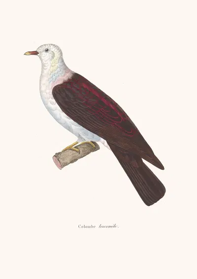 Colombe Leucomele. by Coenraad Jacob Temminck, 1838 — digital art print download