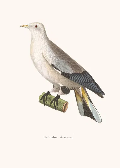 Colombe Luctuose. by Coenraad Jacob Temminck, 1838 — digital art print download