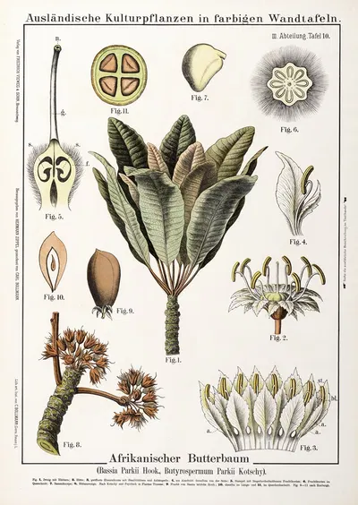 Bassia Parkii, Butyrospermum Parkii ; sheaboom by Hermann Zippel, 1889 — digital art print download