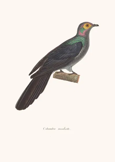 Colombe Modeste by Coenraad Jacob Temminck, 1838 — digital art print download