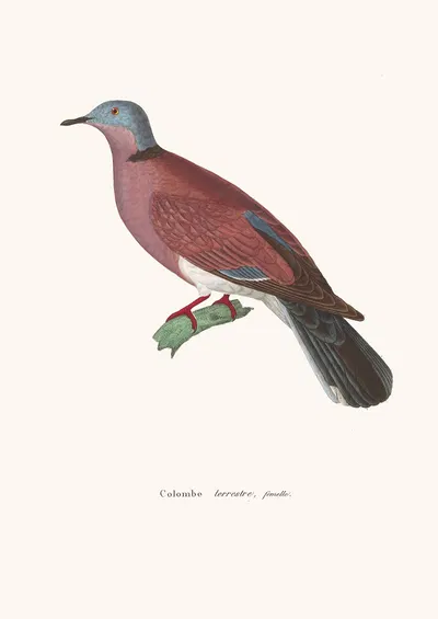 Colombe Terrestre Female by Coenraad Jacob Temminck, 1838 — digital art print download