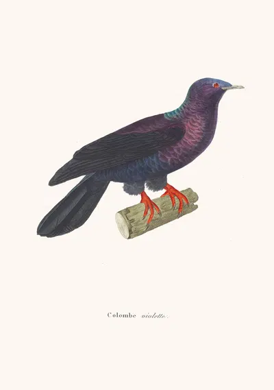Colombe Violette. by Coenraad Jacob Temminck, 1838 — digital art print download