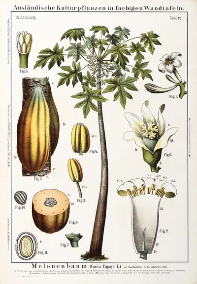 Carica papaya ; papaja by Hermann Zippel, 1889 — digital art print download