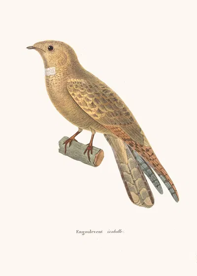 Engoulevent Isabelle. by Coenraad Jacob Temminck, 1838 — digital art print download