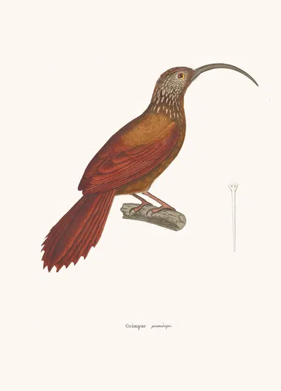 Grimpar Promerops by Coenraad Jacob Temminck, 1838 — digital art print download