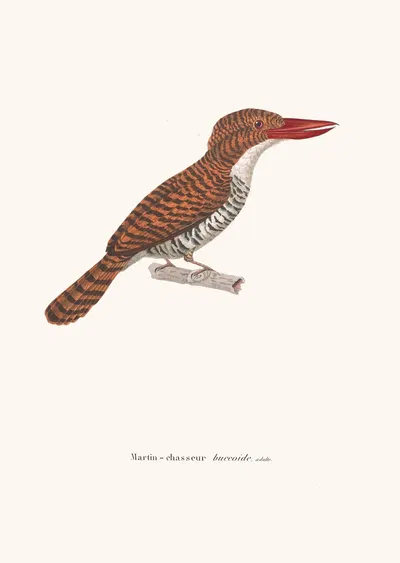 Martin-Chasseur Buccoide by Coenraad Jacob Temminck, 1838 — digital art print download
