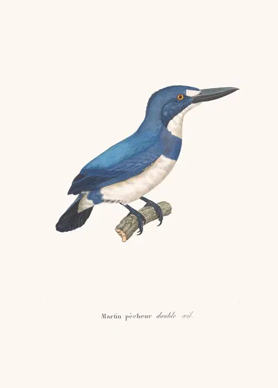 Martin-Pêcheur Double-Oeil. by Coenraad Jacob Temminck, 1838 — digital art print download