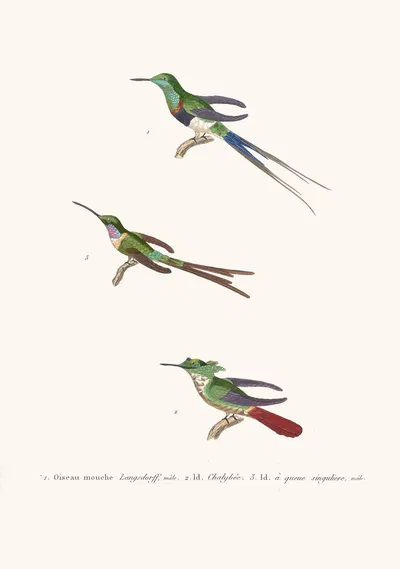 Oiseau-Mouche Langsdorff by Coenraad Jacob Temminck, 1838 — digital art print download