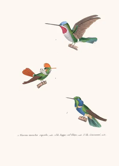 Oiseau-Mouche Superbe by Coenraad Jacob Temminck, 1838 — digital art print download