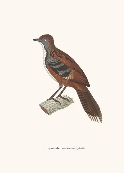 Onguiculé Spinicaude Female by Coenraad Jacob Temminck, 1838 — digital art print download