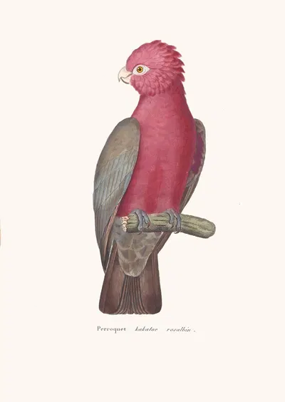Perroquet Kakatoe Rosalbin by Coenraad Jacob Temminck, 1838 — digital art print download