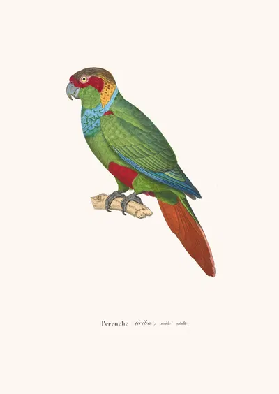 Perruche Tiriba by Coenraad Jacob Temminck, 1838 — digital art print download