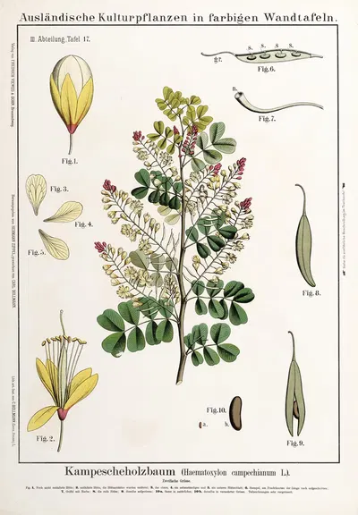 Haematoxylon campechianum ; campecheboom by Hermann Zippel, 1889 — digital art print download