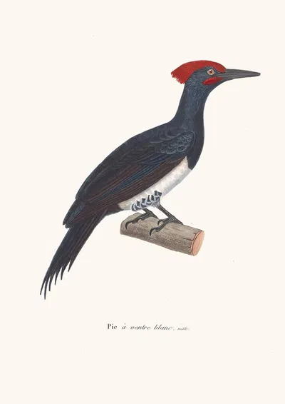 Pic A Ventre Blanc. by Coenraad Jacob Temminck, 1838 — digital art print download
