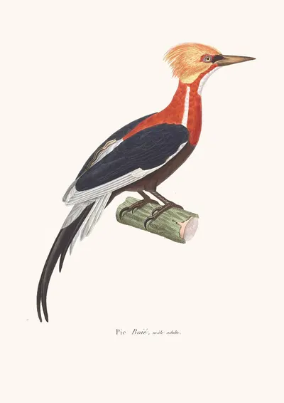 Pic Boié by Coenraad Jacob Temminck, 1838 — digital art print download