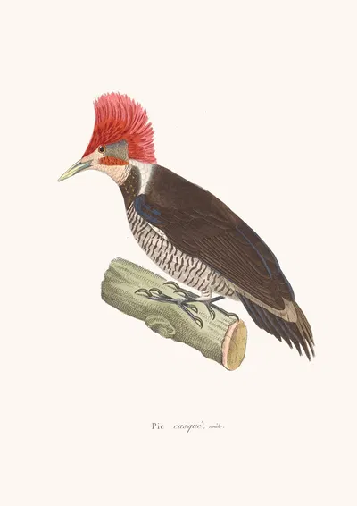 Pic Casqué by Coenraad Jacob Temminck, 1838 — digital art print download