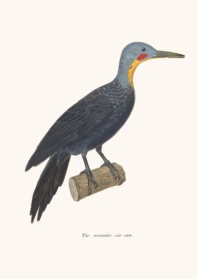 Pic Meunier. by Coenraad Jacob Temminck, 1838 — digital art print download