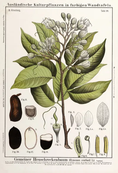 Hymenaea courbaril ; stinkende teenboom by Hermann Zippel, 1889 — digital art print download