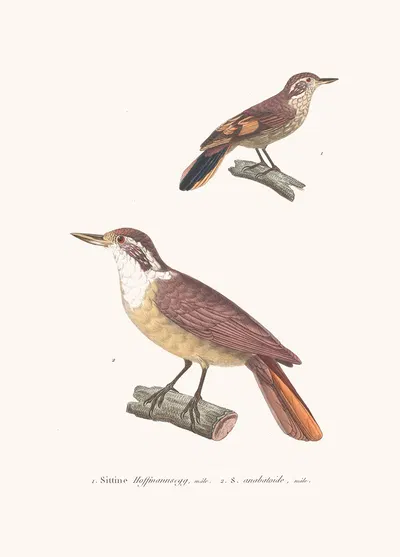 Sittine Hoffmànnsegg by Coenraad Jacob Temminck, 1838 — digital art print download