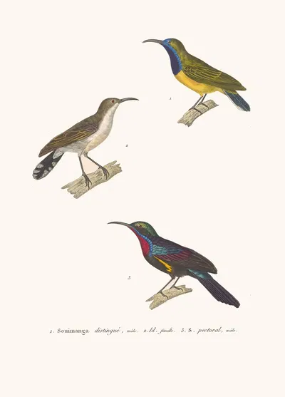 Souimanga Distingué. by Coenraad Jacob Temminck, 1838 — digital art print download