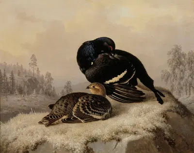 Black Grouse, Cock And Hen by Ferdinand von Wright, 1869 — digital art print download