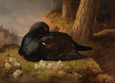 Black Grouse by Ferdinand von Wright, 1864 — digital art print download