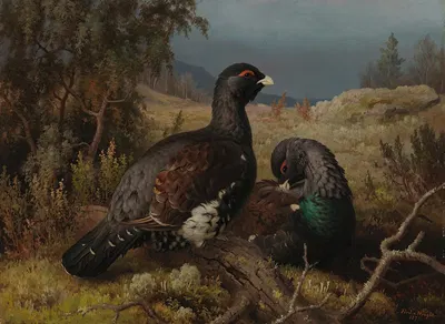 Capercaillie Cocks by Ferdinand von Wright, 1876 — digital art print download