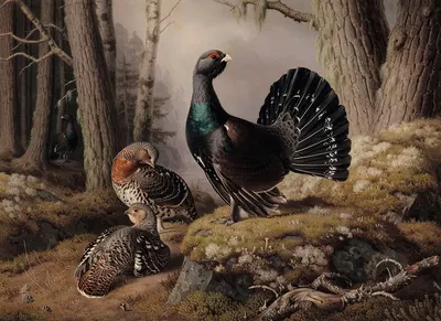 Capercaillies Courting by Ferdinand von Wright, 1862 — digital art print download