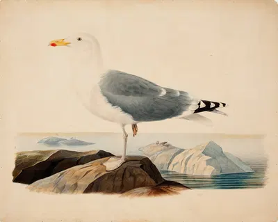 European Herring Gull by Ferdinand von Wright, 1839 — digital art print download