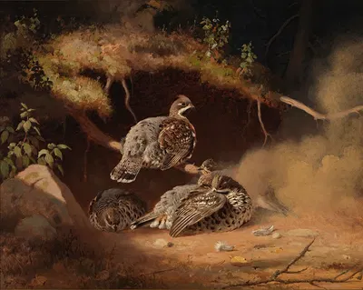 Hazel Grouse Wallowing In Sand by Ferdinand von Wright, 1877 — digital art print download