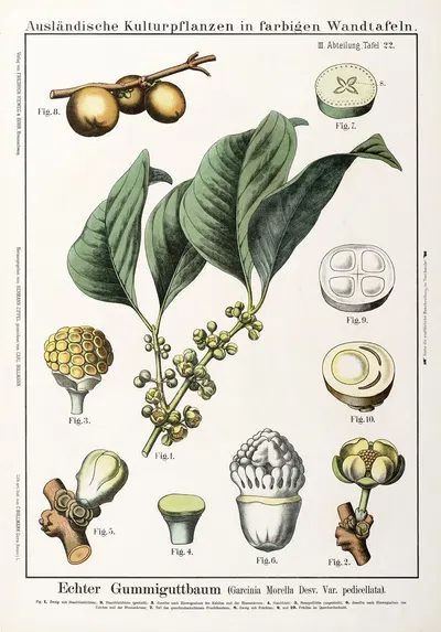 Garcinia morella Desv. Var. pedicellata ; gambogeboom by Hermann Zippel, 1889 — digital art print download
