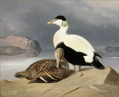Kaksi Haahkaa by Ferdinand von Wright, 1867 — digital art print download