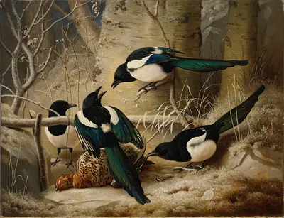 Magpies Round A Dead Female Capercaillie by Ferdinand von Wright, 1867 — digital art print download