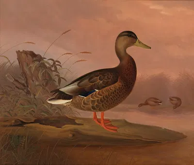 Mallard by Ferdinand von Wright, 1848 — digital art print download
