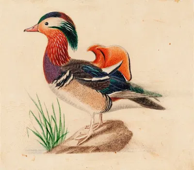 Mandarin Duck, Male by Ferdinand von Wright — digital art print download