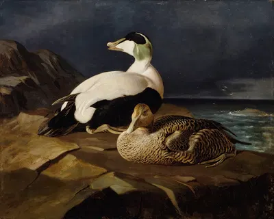 Pair Of Common Eiders On A Rock by Ferdinand von Wright, 1869 — digital art print download