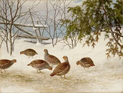 Partridges In Snow by Ferdinand von Wright, 1895 — digital art print download