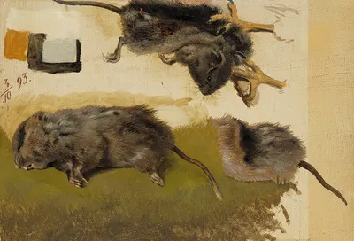 Rodents by Ferdinand von Wright, 1893 — digital art print download